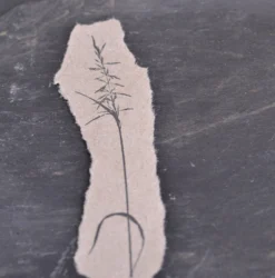 Stempel Jazz - Stamp - Grass