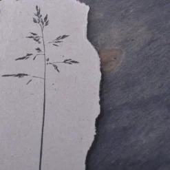 Stempel Jazz - Stamp - Panicle Grass